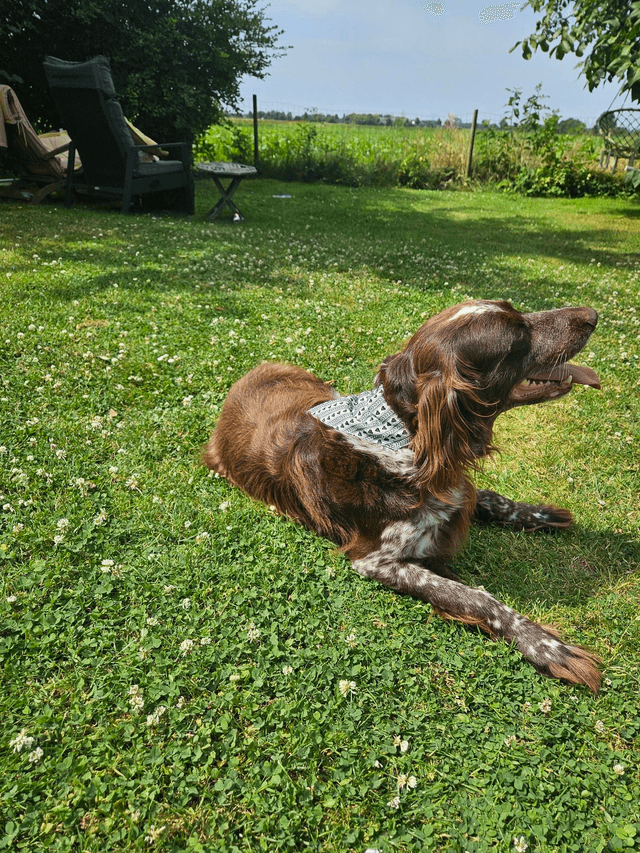 Bandana hond/poes